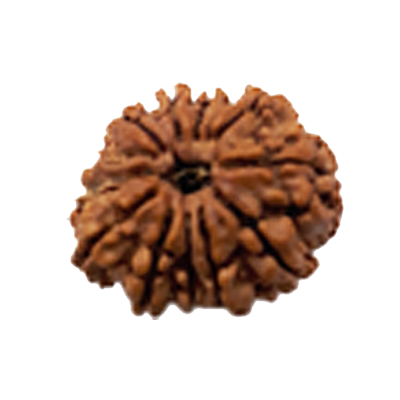 rudraksha 12 Mukhi Rudraksha