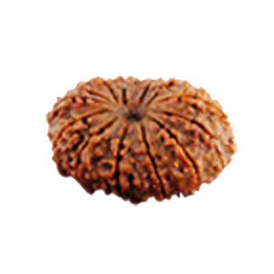 rudraksha 14 Mukhi Rudraksha