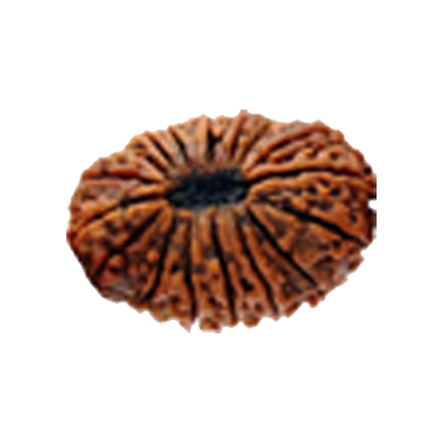 rudraksha 17 Mukhi Rudraksha