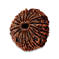 rudraksha 18 Mukhi Rudraksha
