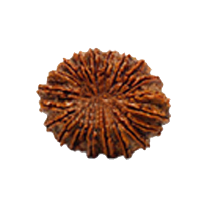 rudraksha 20 Mukhi Rudraksha