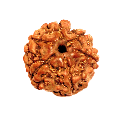 rudraksha 6 Mukhi Rudraksha