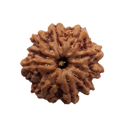 rudraksha 9 Mukhi Rudraksha